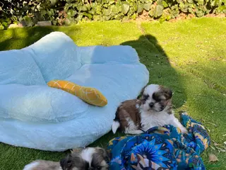 Shih Tzu perros Shih tzu en Barcelona 🐾 - Anuncio 1