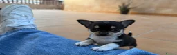 Chihuahua perros en venta: Camada Chihuahua  - Anuncio 3