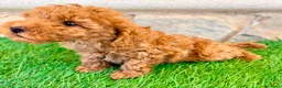 Caniche Toy perros en venta: Caniche toy roja - Anuncio 25