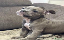 American Bully perros en venta: Último amecae bully !! - Imagen 3