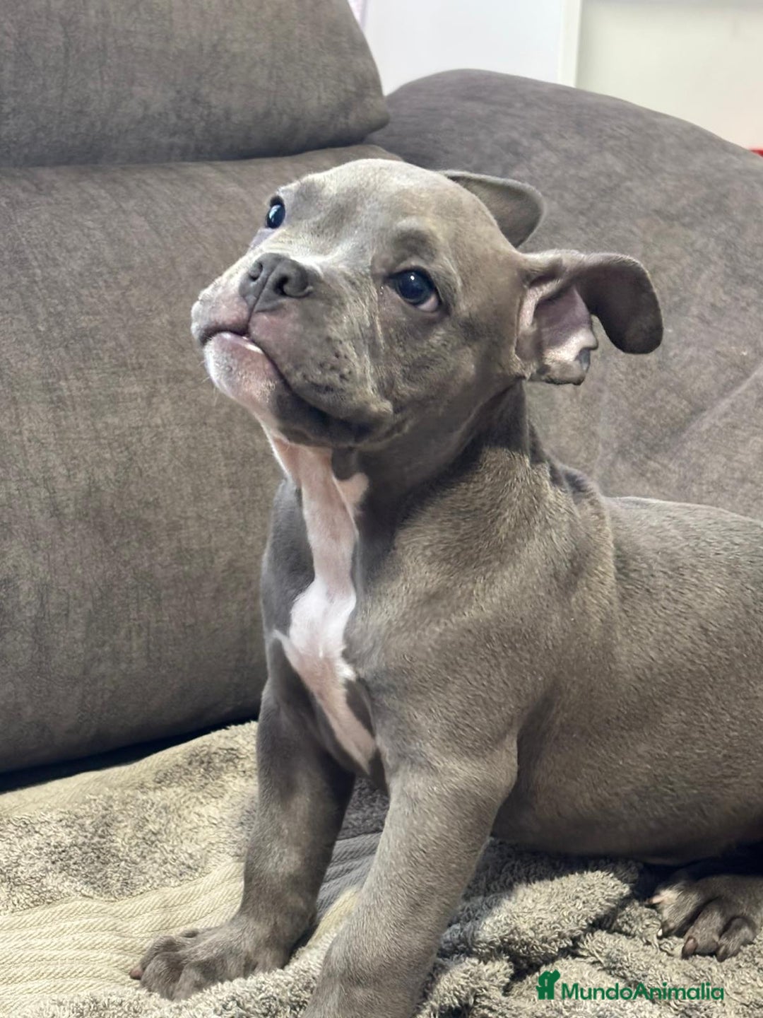 American Bully perros en venta: Último amecae bully !! - Imagen 3