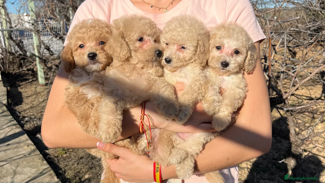 Caniche Enano perros en venta: Camada de caniche enano disponible! - Anuncio 1