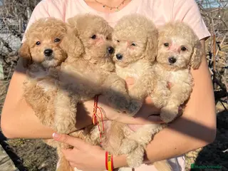 Caniche Enano perros Camada de caniche enano disponible! - Anuncio 1
