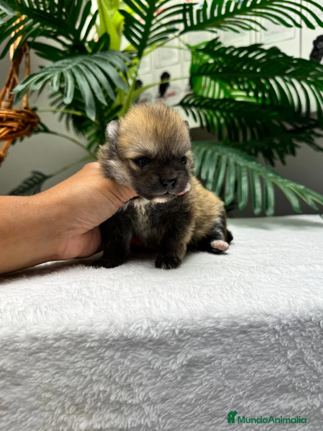Pomerania perros en venta: POMERANIA 🎀 - Anuncio 1