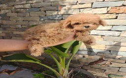 Caniche Toy perros en venta: CANICHE Toy  - Imagen 2