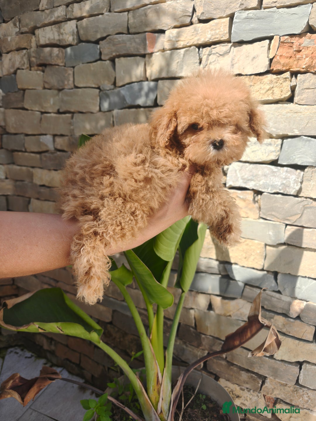 Caniche Toy perros en venta: CANICHE Toy  - Imagen 2
