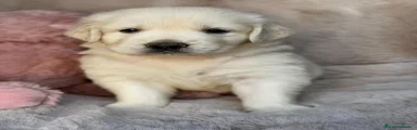 Golden Retriever 3