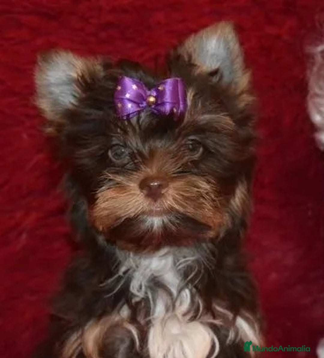 Yorkshire Terrier perros en venta: Exclusivos Yorkshire Exóticos - Anuncio 2