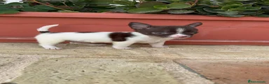 Chihuahua 1