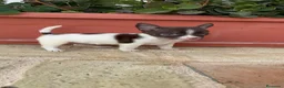 Chihuahua perros en venta: PRECIOSO CHIHUAHUA MACHO BICOLOR - Anuncio 2