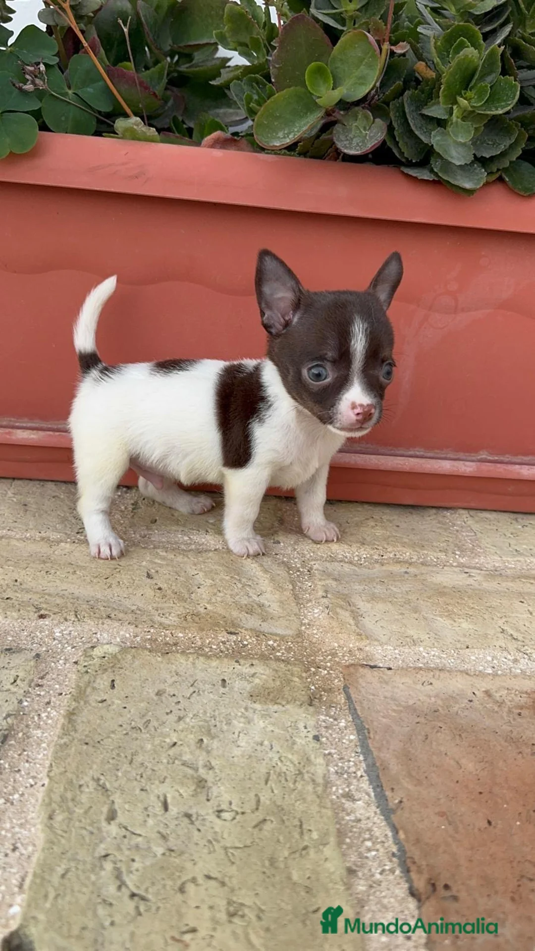 Chihuahua perros en venta: PRECIOSO CHIHUAHUA MACHO BICOLOR - Anuncio 2