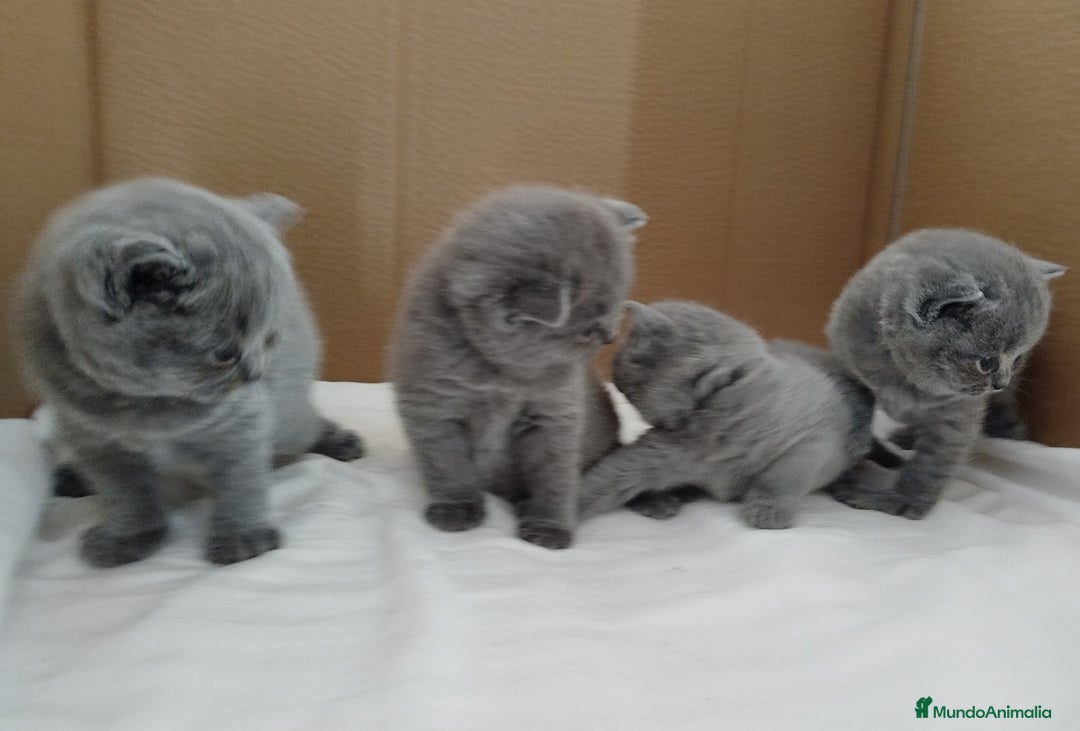 Británico de Pelo Corto gatos en venta: British Shorthair super bonitos - Imagen 4
