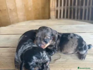 Teckel perros Camadas de Teckel - Anuncio 20