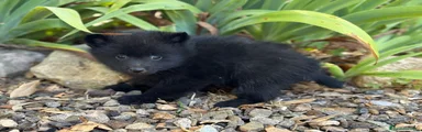 Schipperke Cachorro 1