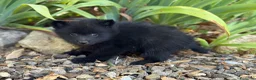 Schipperke perros en venta: Schipperke: unica camada en España 🇪🇸 - Anuncio 4