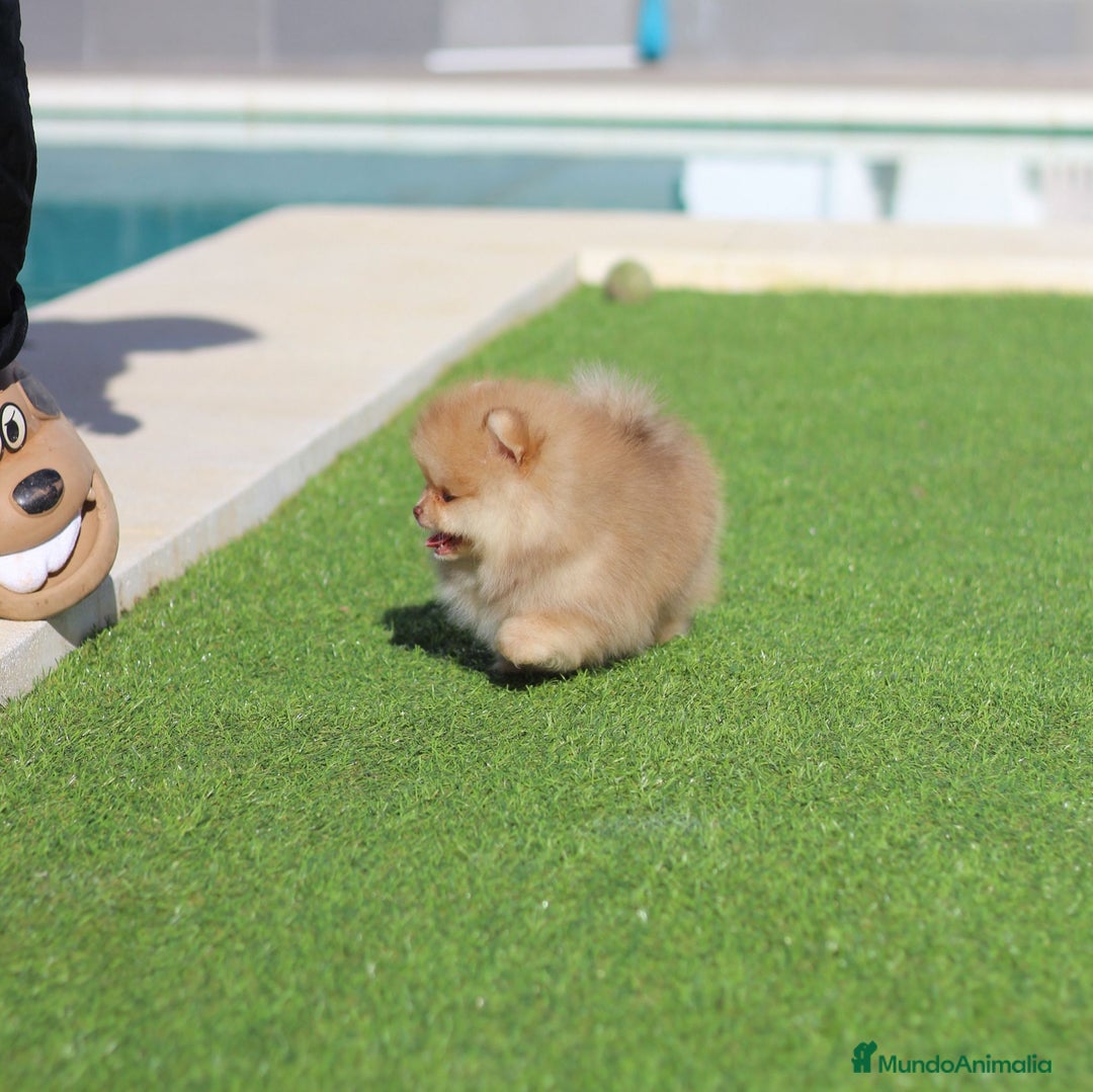 Pomerania perros en venta: Lulú de pomerania toy - Anuncio 1