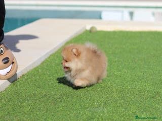 Pomerania perros Lulú de pomerania toy - Anuncio 5
