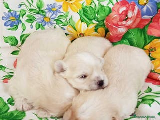 Bichón Habanero perros Camada Havapoo de Kis AQUANATURA en Barcelona - Anuncio 22