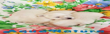 Bichón Habanero