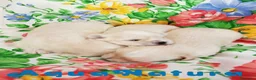 Bichón Habanero perros en venta: Camada Havapoo de Kis AQUANATURA en Barcelona - Anuncio 1