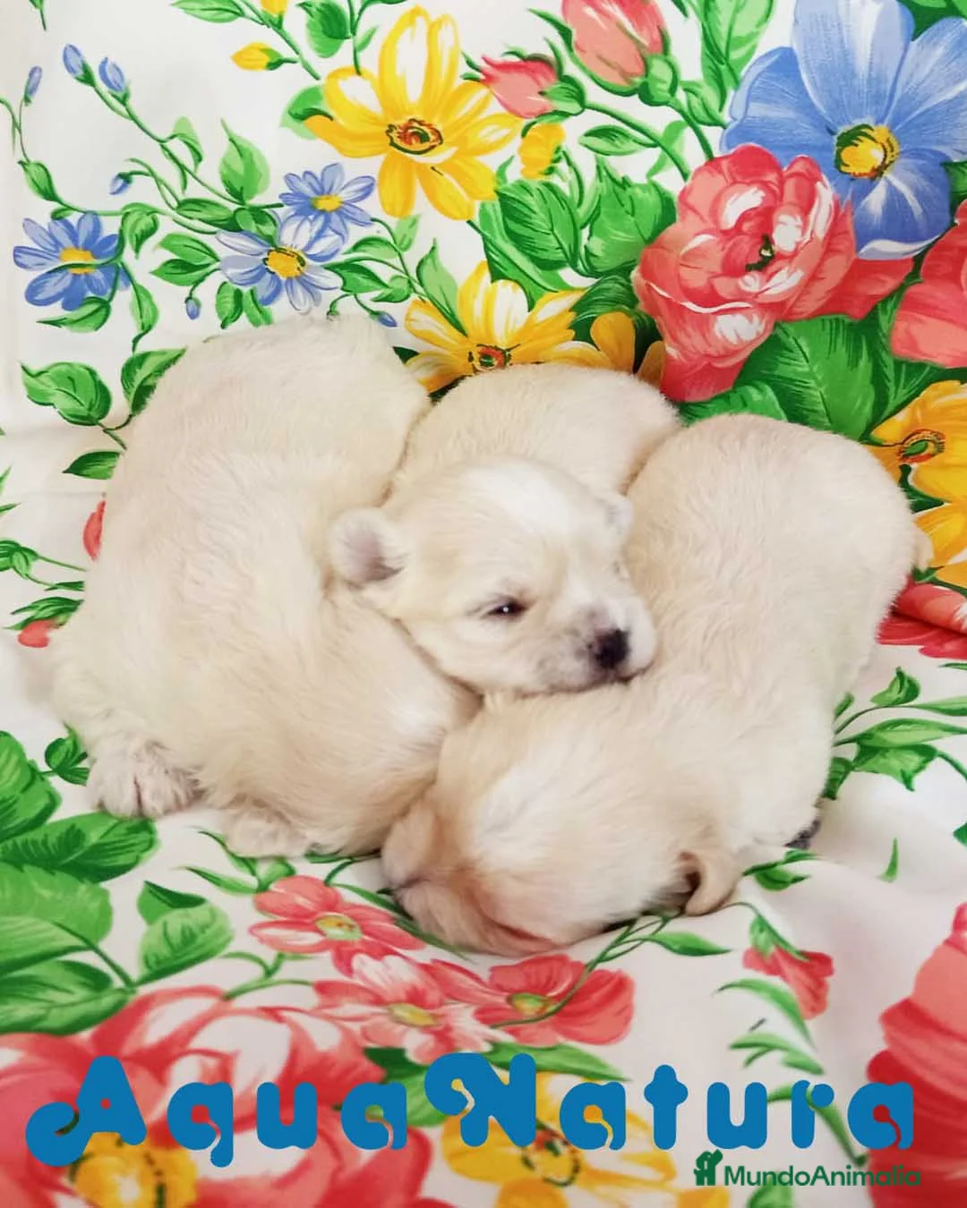 Bichón Habanero perros en venta: Camada Havapoo de Kis AQUANATURA en Barcelona - Anuncio 1