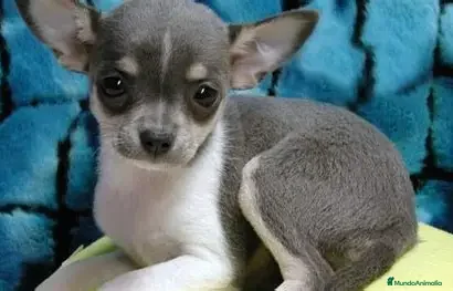Chihuahua perros CHIHUAHUA MINI - MACHO Y HEMBRA - Anuncio 2