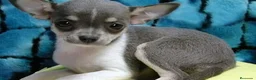 Chihuahua perros en venta: CHIHUAHUA MINI - MACHO Y HEMBRA - Anuncio 1