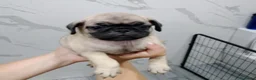 Carlino - Pug perros en venta: Carlino-pug disponibles!!🐶🐾 en Cádiz - Anuncio 2