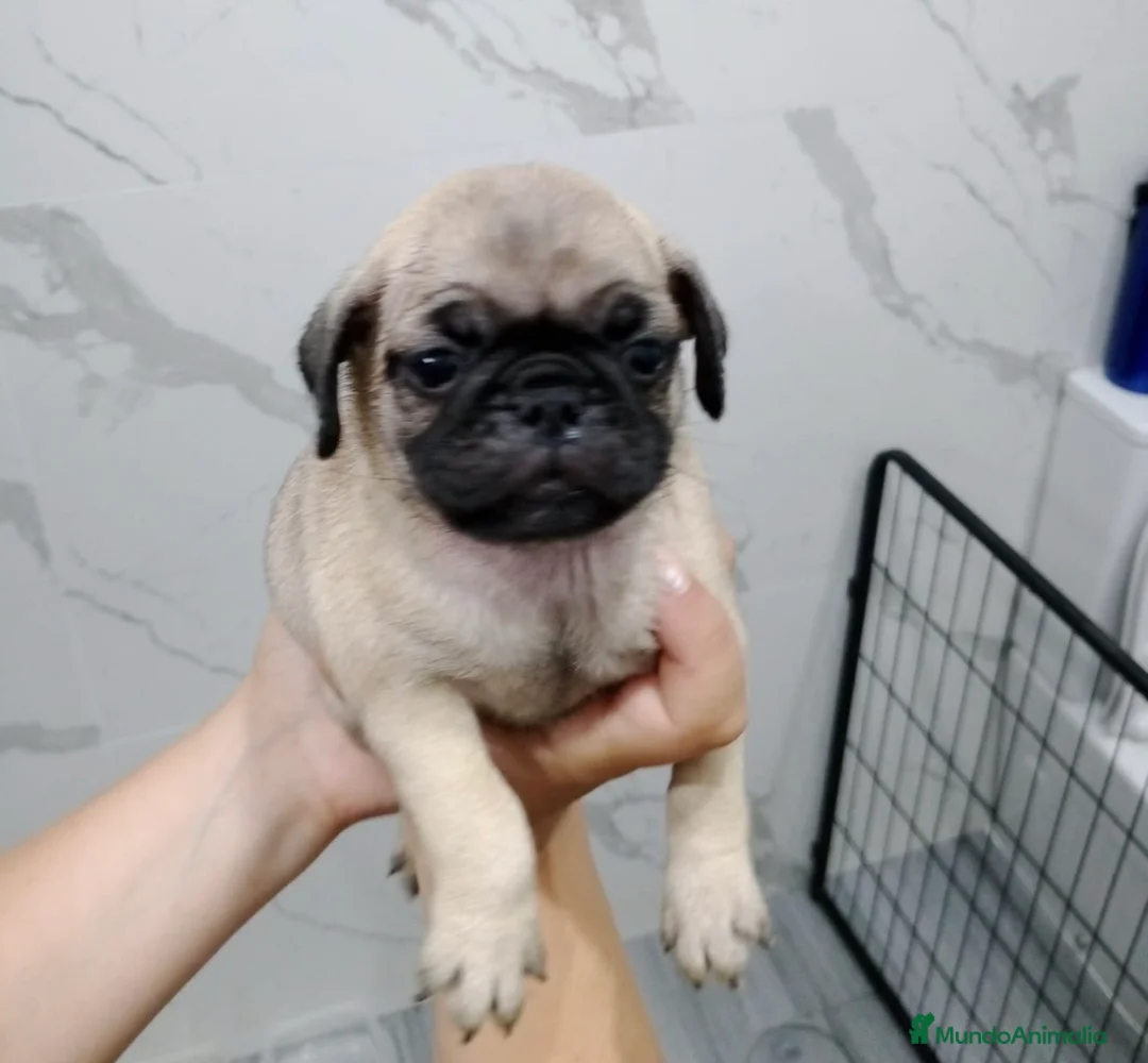 Carlino - Pug perros en venta: Carlino-pug disponibles!!🐶🐾 en Cádiz - Anuncio 2