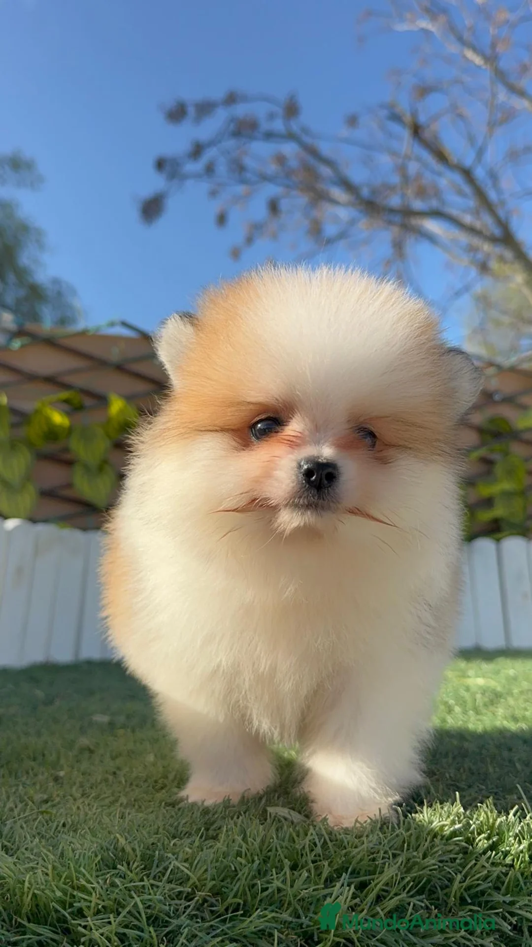 Pomerania perros en venta: POMERANIA - Anuncio 9