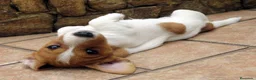 Jack Russell Terrier perros en venta: Preciosa camada de Jack Russell disponible 🐾🐶 - Anuncio 4