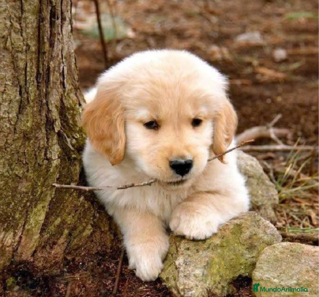 Golden Retriever perros Golden retriever - Anuncio 37