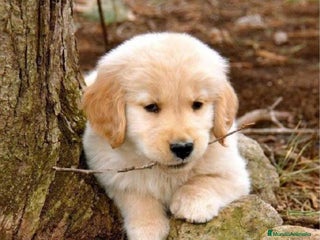 Golden Retriever perros en Badajoz - Anuncio 13