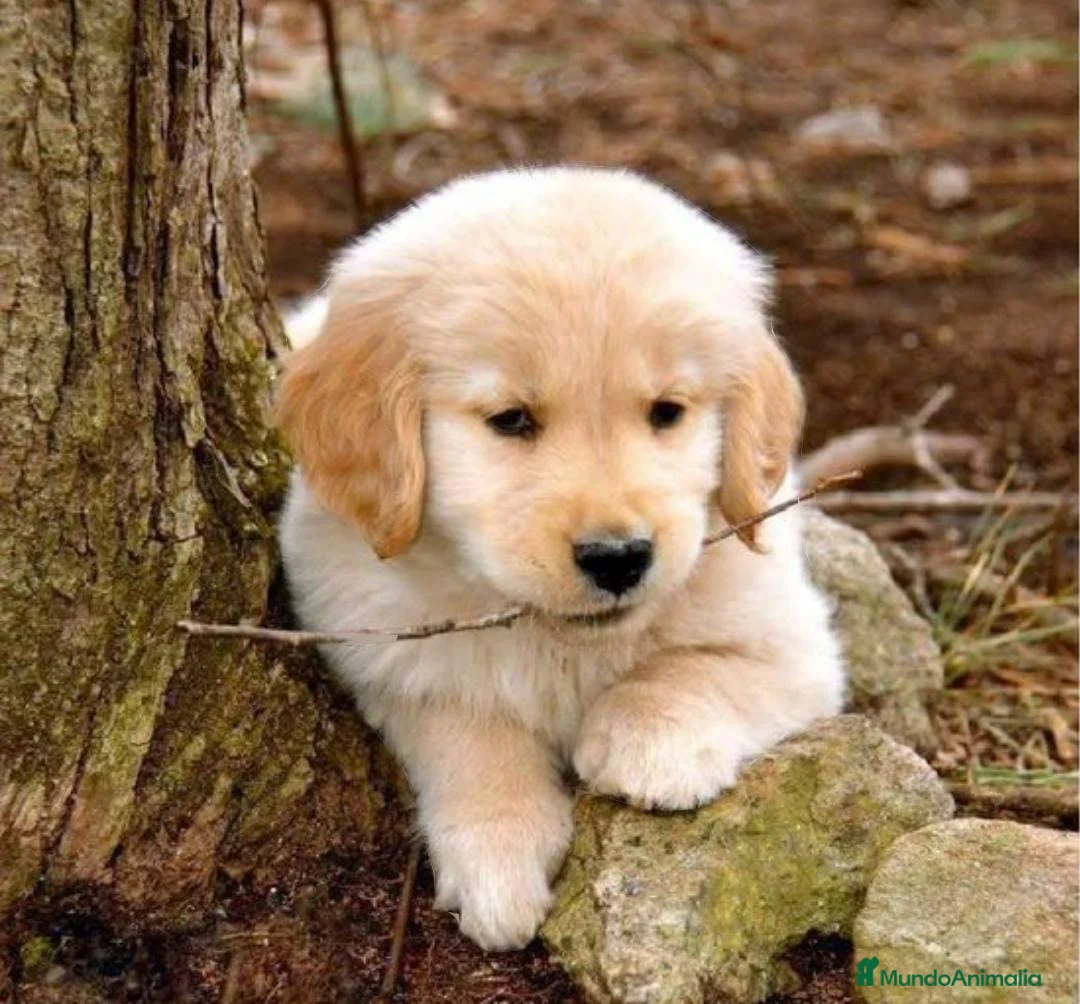 Golden Retriever perros en venta: Golden retriever en Badajoz - Anuncio 1