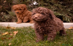 Caniche Toy perros en venta: Camada caniche Toy chocolate  - Imagen 4