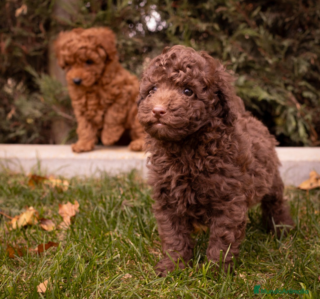Caniche Toy perros en venta: Camada caniche Toy chocolate  - Imagen 4