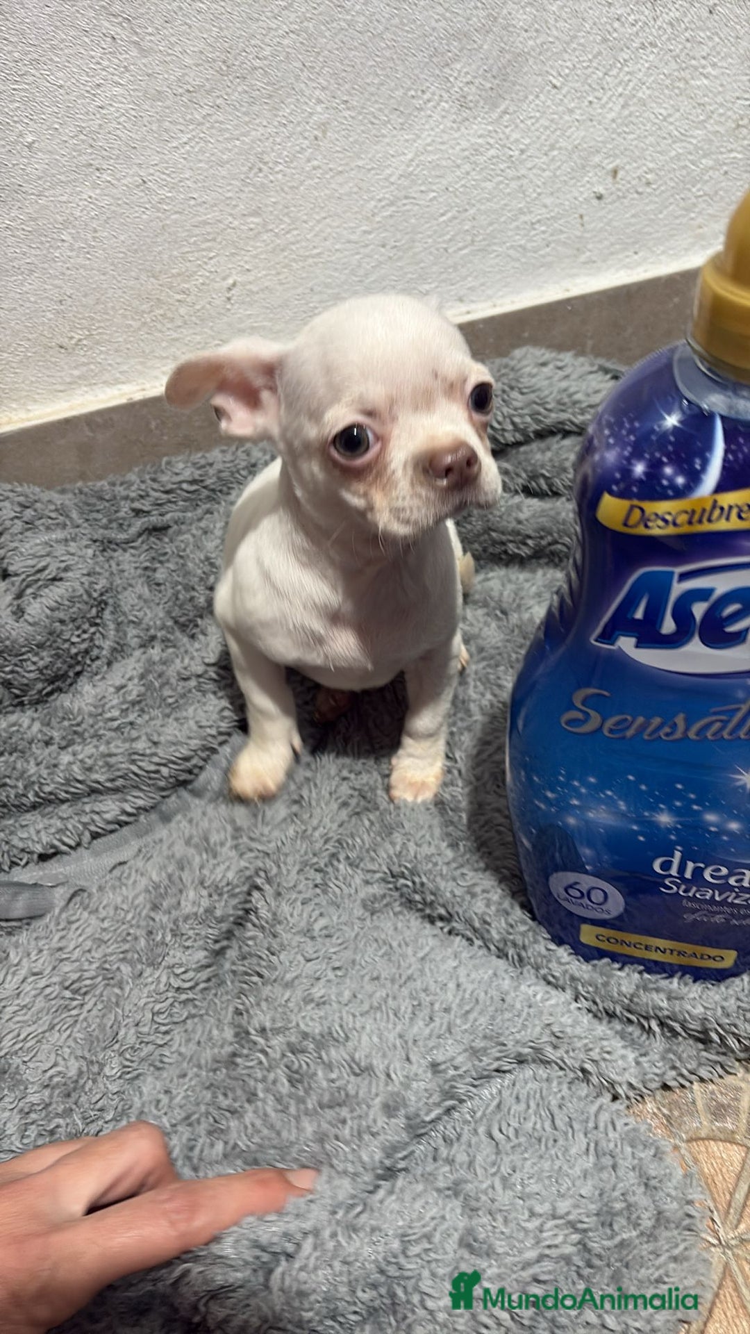 Chihuahua perros en venta: Chihuahua toy - Anuncio 1