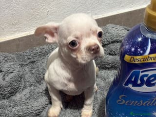 Chihuahua perros Chihuahua toy - Anuncio 7