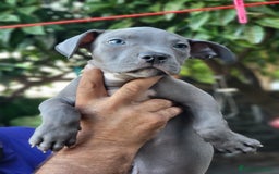 American Staffordshire-Terrier perros en venta: Machito y hembrita blue  - Imagen 6