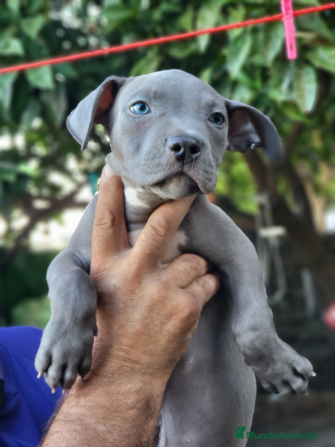 American Staffordshire-Terrier perros en venta: Machito y hembrita blue  - Imagen 6