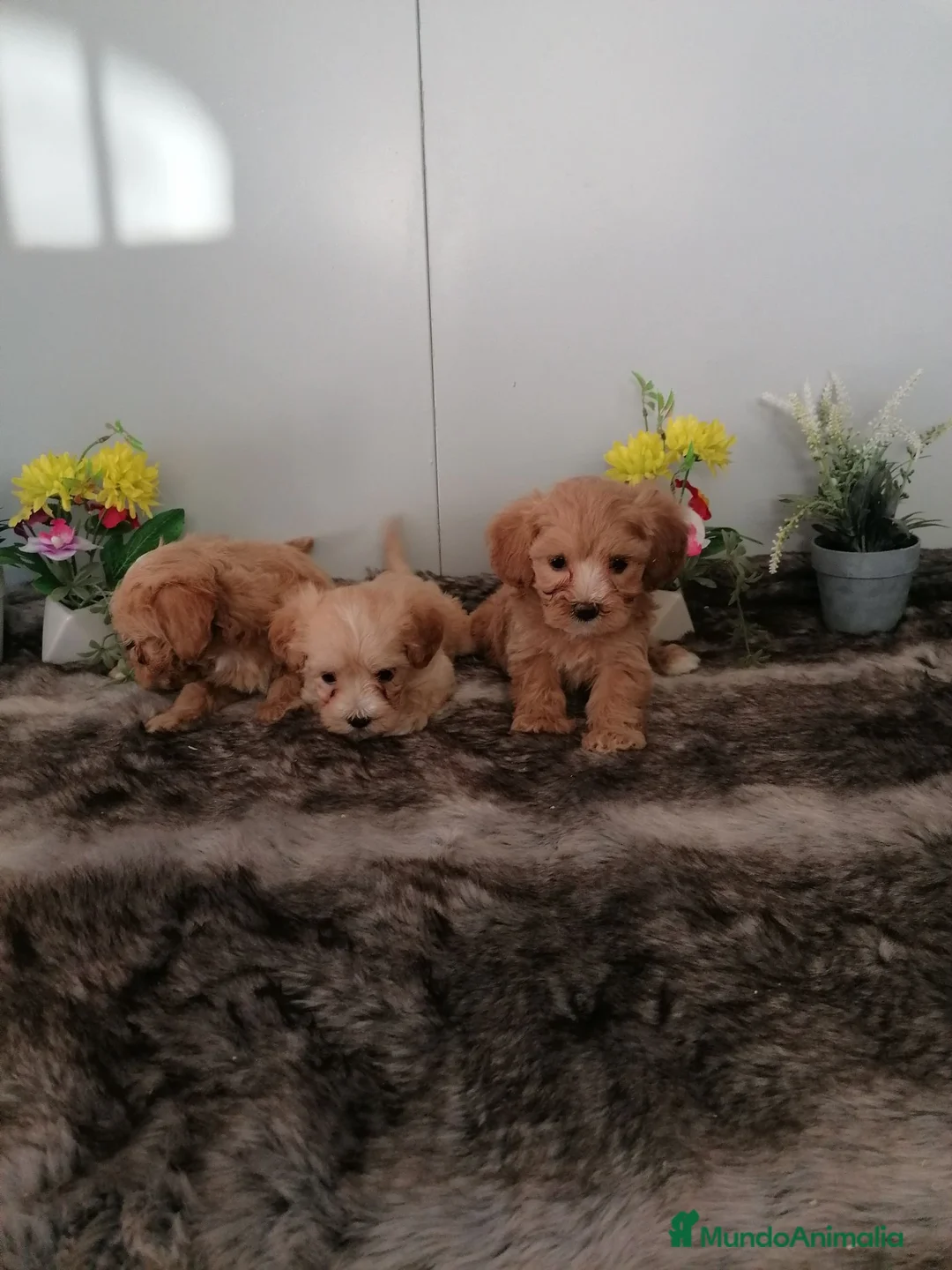 Maltipoo perros en venta: Preciosos maltipoo muy bonitos  - Anuncio 2