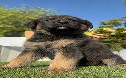 Pastor Alemán perros en venta: PASTOR ALEMÁN HEMBRA - Imagen 6