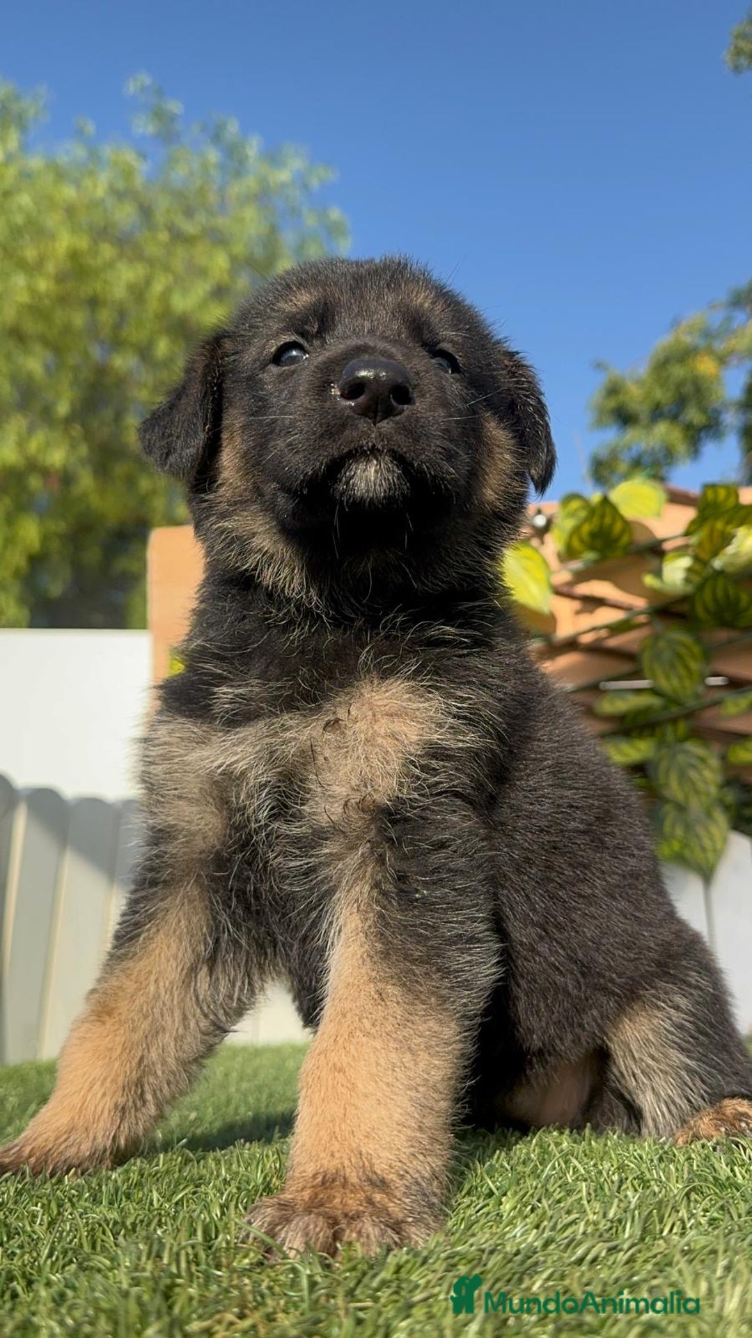 Pastor Alemán perros en venta: PASTOR ALEMÁN HEMBRA - Imagen 6