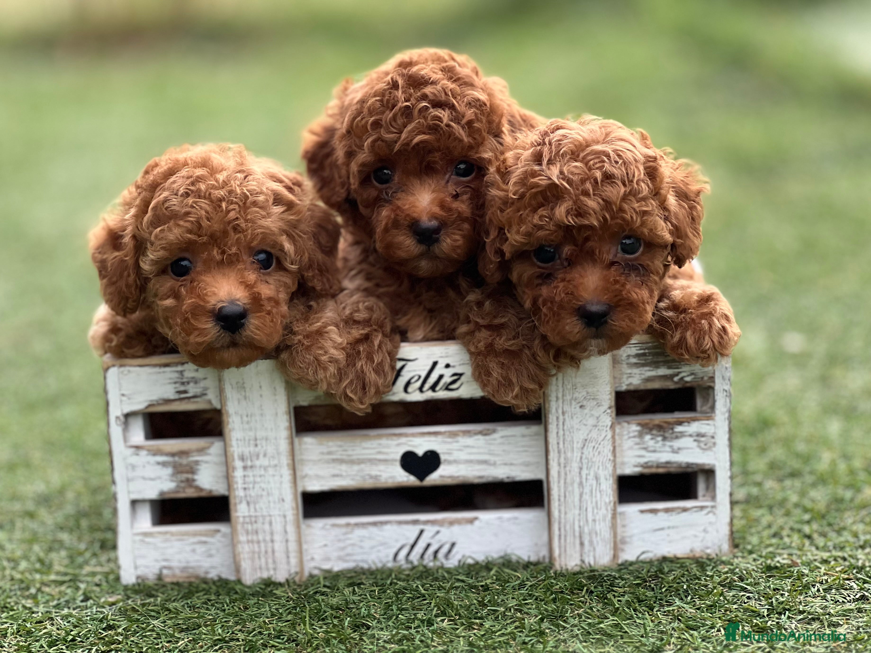 Caniche Toy perros PRECIOSOS CANICHES TOYS ROJO INTENSO - Anuncio 2