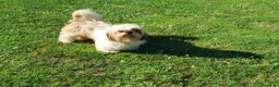 Shih Tzu perros en venta: Precioso cachorrito de Shih Tzu - Anuncio 2