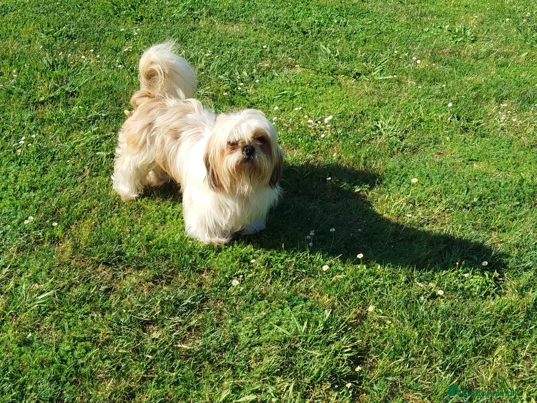 Shih Tzu perros en venta: Precioso cachorrito de Shih Tzu - Anuncio 2
