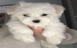 Bichón Maltés perros en venta: BICHON MALTES - Imagen 1