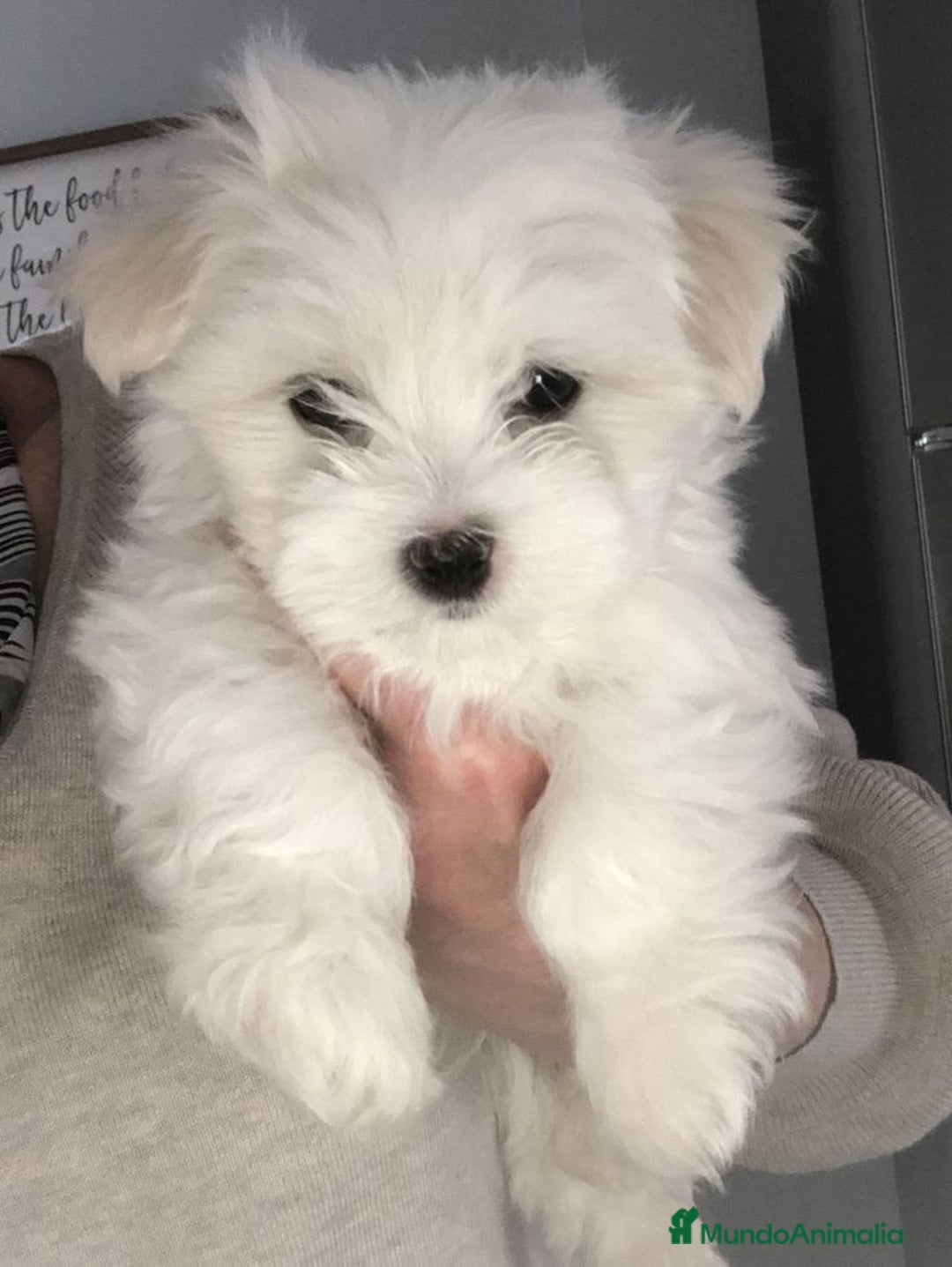 Bichón Maltés perros en venta: BICHON MALTES - Imagen 1