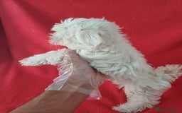 Bichón Maltés perros en venta: Bichon Maltés Americano  - Imagen 2