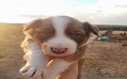 Border Collie perros en venta: BORDER COLLIE - Imagen 6